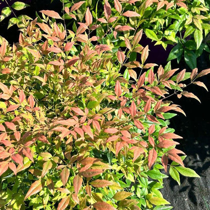 Cool Glow® Pomegranate Heavenly Bamboo, 3 Gallon
