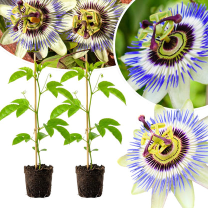 Set 2 Blue Passion Flower Plants Live, Passiflora Flower Vine 4-7'' Tall, Fragrant Climbing Plant for Garden, Patio, Containers