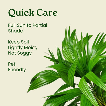 Fountain Palm Tree - Fan Palm - Overall Height 30" to 32" - Large Plant - Houseplant - Tropical Plants of Florida (Plant Only)