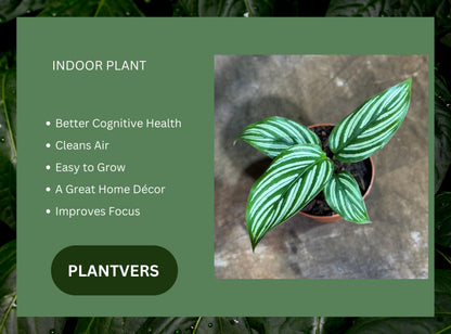PLANTVERS Live Calathea Plant in 2" Grow Pot – Easy Care & Low Maintenance Tropical Houseplant – Air Purifying Indoor Plant for Low Light & Home Décor (Calathea 'Vitatta')