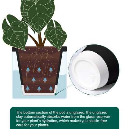 D'vine Dev 6 Inch Design Self Watering Planter for Indoor Plants, Black Terracotta Pot with Cylinder Glass Cup, Set of 2, 37-Y-B-3