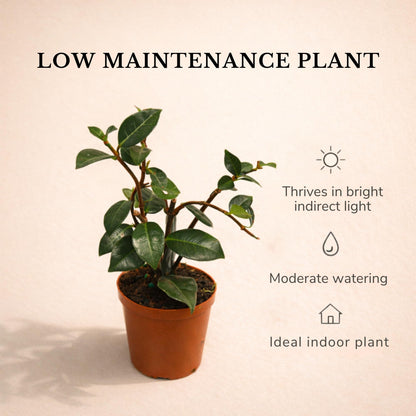 Live Jasmine Minima Plant in 2'' Pot – Dwarf Fragrant Jasmine Ideal for Small Spaces, Indoor Decor & Gift Giving (Heat Pack Included)