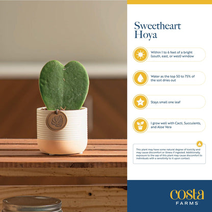 Costa Farms Hoya Heart Live Plant in Decorative Pot, Easy to Maintain Succulent Indoor Houseplant, Perfect for Home, Room, or Office Decor, Great House Warming or Birthday Gift, 5 Inches Tall
