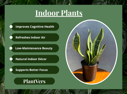 PLANTVERS Sansevieria ‘Laurentii’ in 4" Decorative Pot – Golden Snake Plant – Live Easy Care Succulent – Air Purifying Indoor Plant – Low Maintenance Houseplant for Home or Office