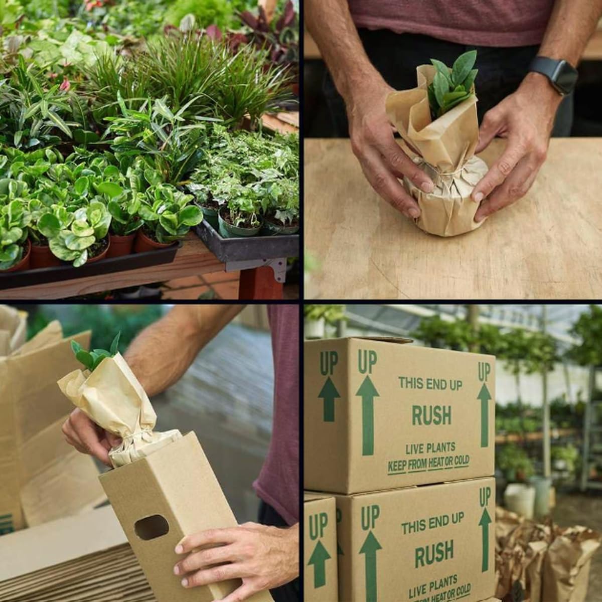 Zamioculcas Zamiifolia ZZ | Live Plant for Indoor & Outdoor | for Living Room, Office, Bathroom | (3" Pot)