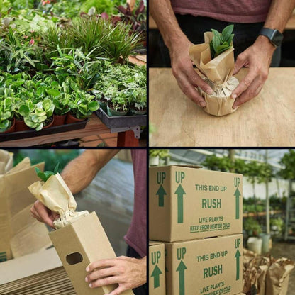 Zamioculcas Zamiifolia ZZ | Live Plant for Indoor & Outdoor | for Living Room, Office, Bathroom | (3" Pot)