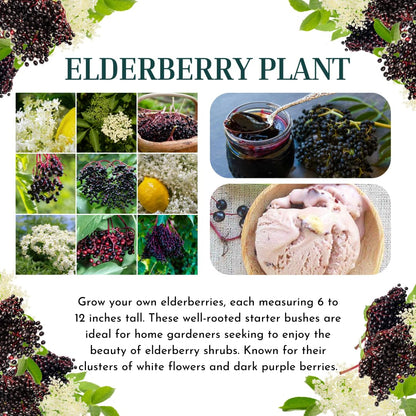 2 Black Elderberry Plants Live to Grow 6 to 12 Inch Tall, American Elderberries Bush, Berry Fruit Tree