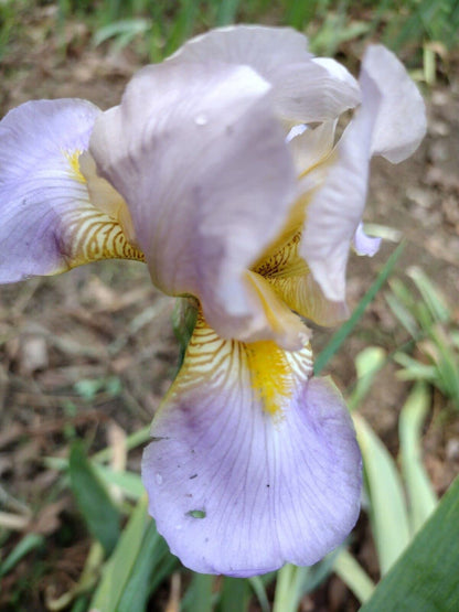 5 Iris Bearded Bulbs Rhizomes Flower | Mixed Colors Bulbs