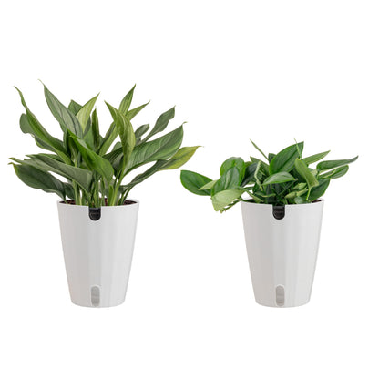 Costa Farms Scindapsus Live Plants (2-Pack), Assorted Houseplants in Self-Watering Pots, 9-12 Inches Tall, Low Light Vining Indoor Houseplants, Rare Variegated Foliage for Office & Home Decor