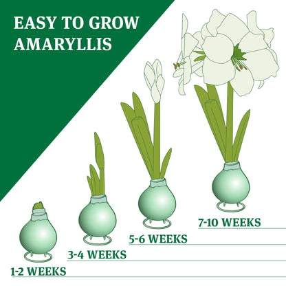 Love Struck Picasso Waxed Amaryllis Flower Bulb with Stand, No Water Needed