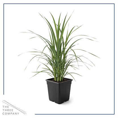 Live Ornamental Pampas Grass (Cortaderia selloana) - White - Perennial Accent Plant - 10" Tall by 5" Wide in 1.5 Qt Pot