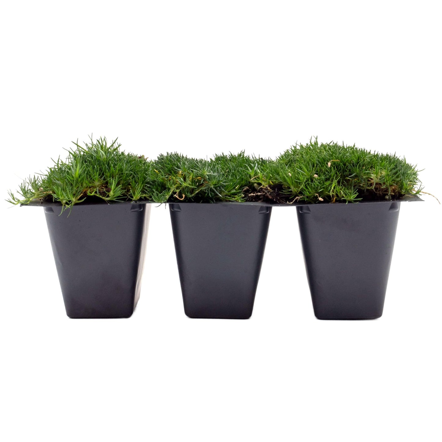 3 Irish Moss – Soft Evergreen Mossy Groundcover with White Spring Flowers for Rock Gardens & Pathways (Sagina subulata) in 2.5″ Cubes, Live Plants