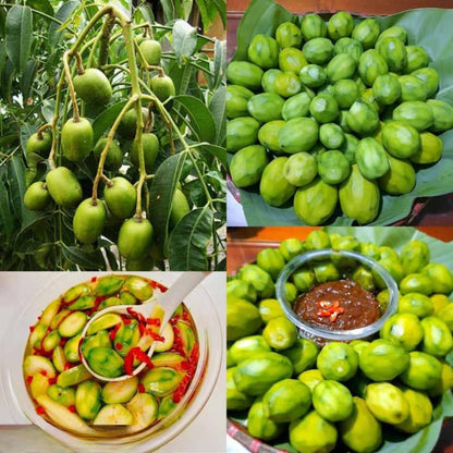 Thai June Plum Tree Live Plant in 3 Gallon Pot, 2-3 Years Old Well-Rooted, Ready to Transplant Outdoor, Fast-Growing