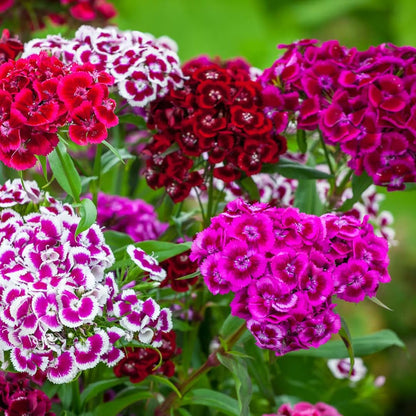 Random Color Dianthus Live Plant, Dianthus Carnation Perennial Plant Live, Very Fragrant Mixed Colors, Size 3-6 Inc in Pot