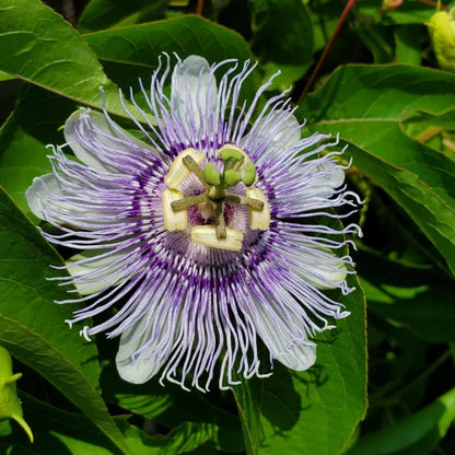 Set 2 Light Purple Passion Flower Plants Live, Passiflora Flower Vine 4-7'' Tall, Fragrant Climbing Plant for Garden, Patio, Containers