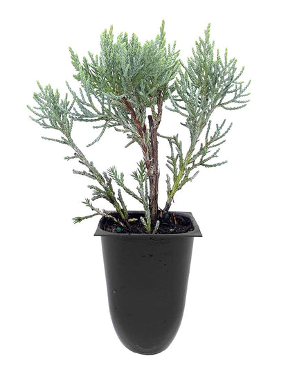 Blue Pfitzer Juniper - 3 Live Plants - Juniperus Chinensis - Drought Tolerant Cold Hardy Evergreen Ground Cover