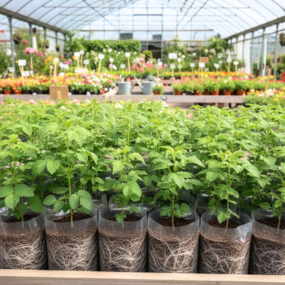 2 Raspberry Plants Live for Planting, Raspberry Bush Live Plants, Size 5-8 Inch Tall, Sweet Raspberry Trees, Well-Rooted (Fall Gold Raspberry)
