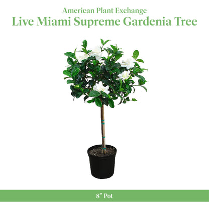 American Plant Exchange Gardenia Tree – Live Evergreen in Large 8-Inch Pot, Fragrant White Blooms, Easy-Care Indoor & Outdoor Flowering Tree for Home, Patio & Garden Décor
