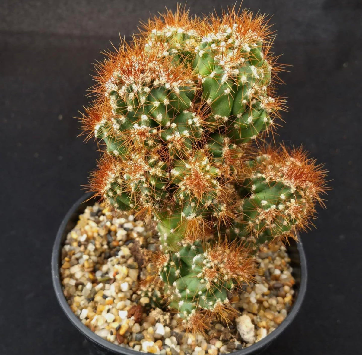 Monstrose Apple Cactus (Cereus peruvianus monstrose) - Extra Large - Live Plant - Minimal Watering - Twisted Growth Pattern