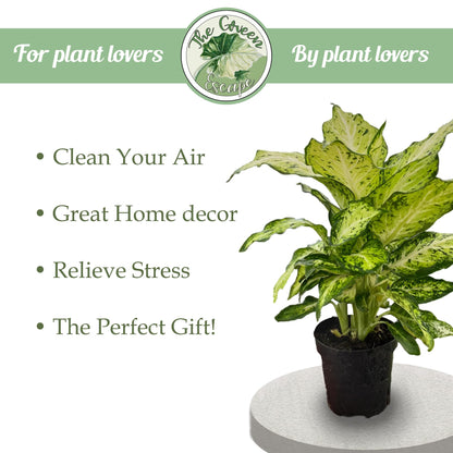 Variegated ZZ Starter Plant