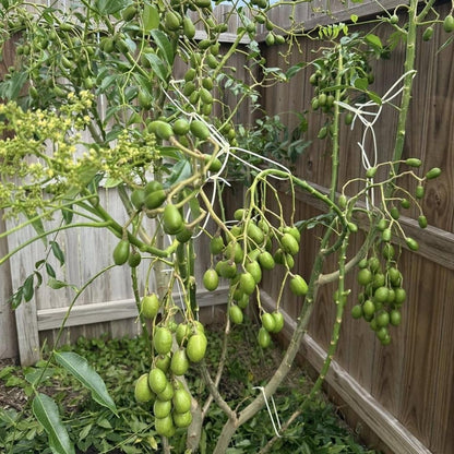 Live June Plum Plants 2-3 Feet Tall in 1 Gallon Pot, June Plum Plants Live, Well-Rooted Tree for Garden Planting