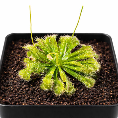 Live Spoon-leaved Sundew Plant. Adult Size, Drosera Spatulata, Carnivorous Plant, 30 Days Guarantee