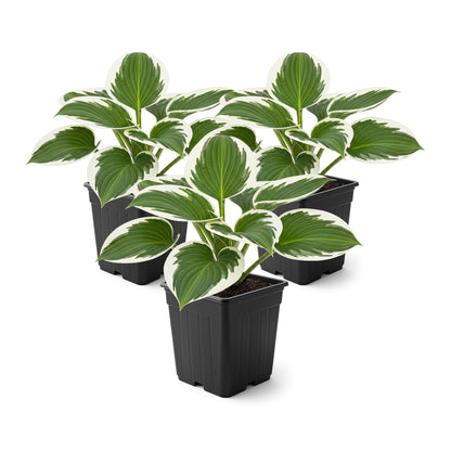 Live Perennial Hosta - Patriot (3 Plants Per Pack) Beautiful Accent Plant, 10" Tall by 4" Wide in 1 Qt Pot