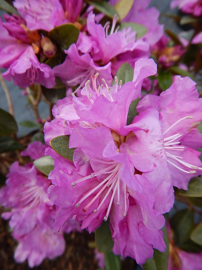 Live Plant, Rhododendron X `PJM Elite` Evergreen Lavender Flowers, 3-Gallon Fully Potted Plant Bush from Green Promise Farms