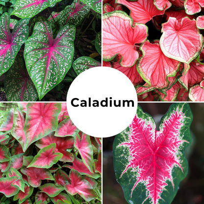 Dragon Heart Caladium Bulbs for Planting - Perennial Hosta, Elephant Ears, Fancy (6 Bulbs)