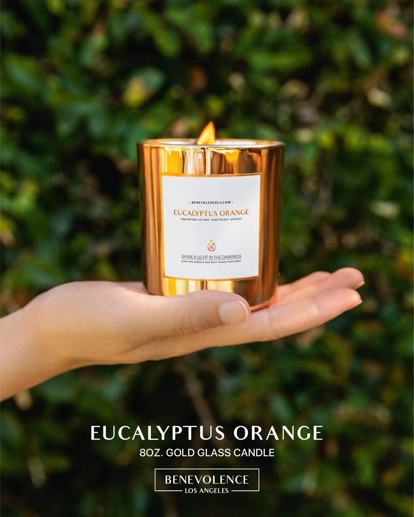 Benevolence LA Eucalyptus Orange Wood Wick Candles | Soy Christmas Scented Candles for Home | Holiday Candle Gifts for Women and Men | Home Fragrance | Aromatherapy | Shelf Decor | 8oz, 45 Hour Burn