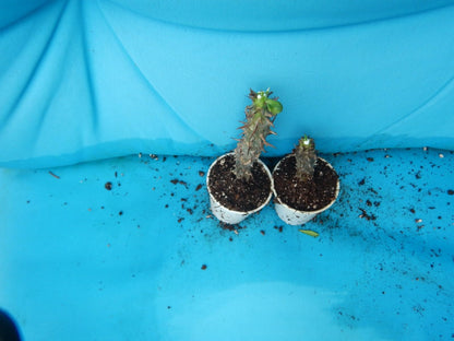 Live Plant - SAB SOTHORN Crown of Thorns-Euphorbia Milii Christ Plant Starter Plant