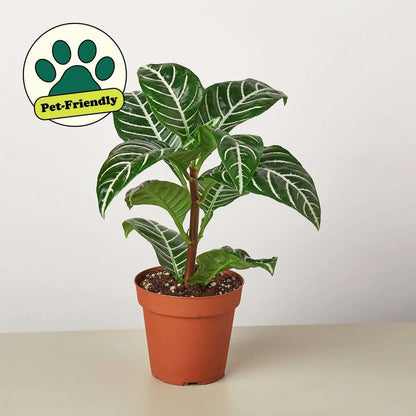 Zebra Aphelandra Live Plant for Indoor | Different Houseplants in 4'' & 6'' Pot | Real House Plant for Living Room, Office, Desk & Bathroom | Zebra Plant | Aphelandra squarrosa