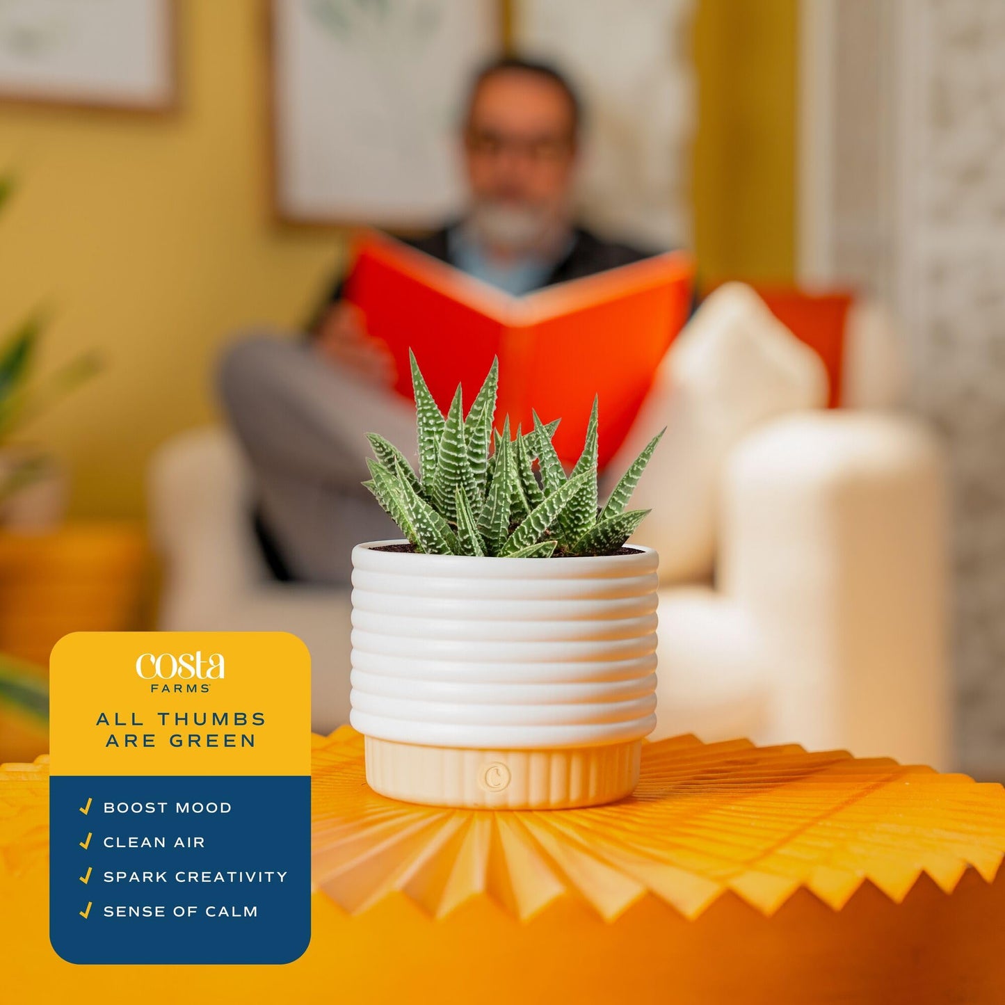 Costa Farms Live Succulent, Easy to Grow Haworthia Plant in Planter Pot, Succulent Houseplant in Potting Soil, Indoors Garden Gift, Cacti Room Décor and Home Décor, 4-Inches Tall