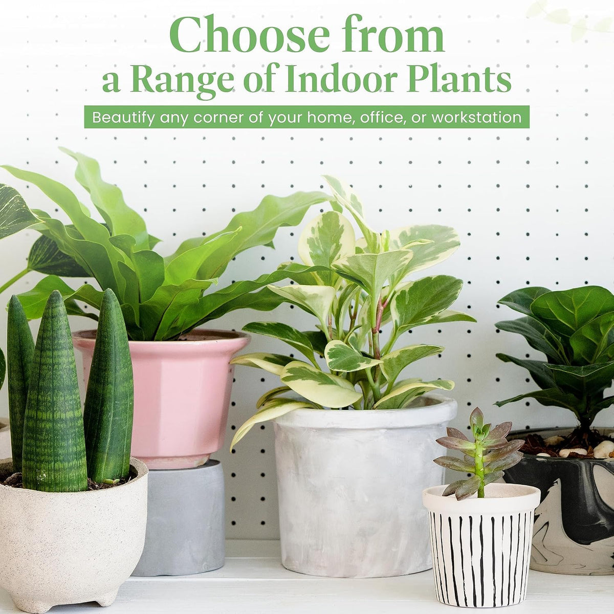 American Plant Exchange Peace Lily, Live Spathiphyllum Plants, 4-Inch Pots, 3 Pack in Deco Covers, Flowering Houseplants, Easy Care, Low Light, Perfect for Housewarming, Sympathy, or Party Gifts