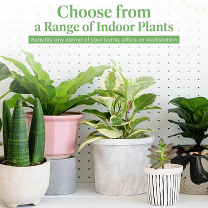 American Plant Exchange Peace Lily, Live Spathiphyllum Plants, 4-Inch Pots, 3 Pack in Deco Covers, Flowering Houseplants, Easy Care, Low Light, Perfect for Housewarming, Sympathy, or Party Gifts