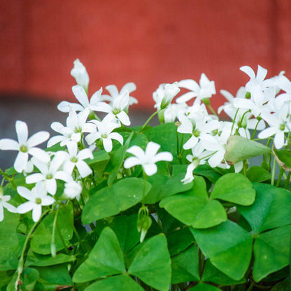 Easy to Grow Oxalis Regnellii Lucky Shamrocks Pack of 20 Plant Bulbs - Green Foliage with White Flowers Spring to Summer, Indoor Outdoor Low Maintenance