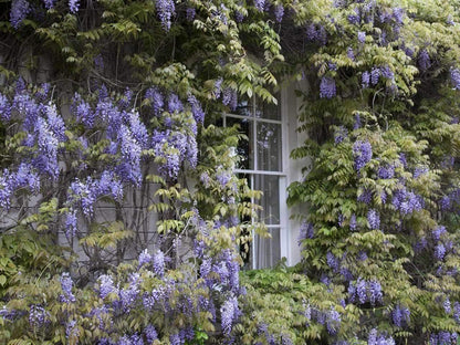 5 Blue Flowering Chinese Wisteria Vines - 12-18" Tall Live Plants - Wisteria Seedlings - Wisteria sinensis - (5 Pack)