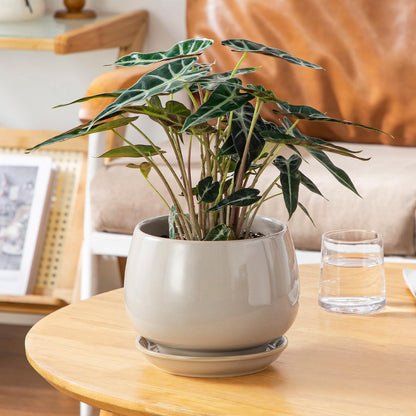 vancasso 3-Pack Ceramic Plant Pots, 3.7/4.8/6.2 Inch Indoor Planters with Saucers & Drainage Hole Planter pots for Indoor Plants and Flower, Gray
