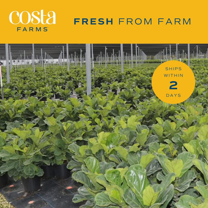 Costa Farms Fiddle Leaf Fig Tree, Ficus Lyrata Live Indoor Floor Houseplant in Decor Planter, Tropical Plant for Home Potted in Soil, Home and Office Decor, Housewarming Gift, 3-4 Feet Tall