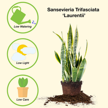 Perfect Plants Snake Plant Sansevieria Trifasciata Laurentii 16in Tall | Easy Care Houseplant | Perfect for Low to Bright Light Conditions, 6 in Grower's Pot