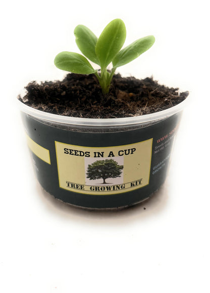 Seeds In A Cup: Plum Tree Grow Kit | Easy to use | Educational | Great Gift Idea | Help Planet | (Plastic Planter)