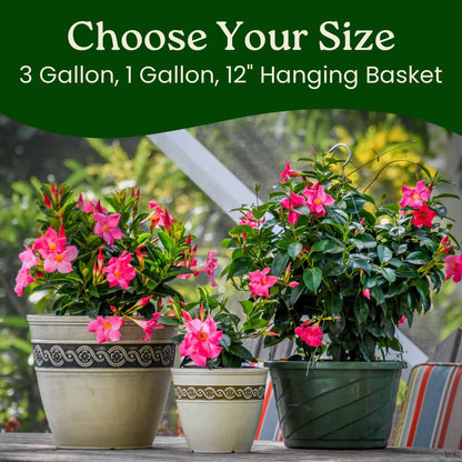 Tropical Plants of Florida Pink Dipladenia Hanging Basket 12 Inch Live Flowering Plant, 14 Inch Wide by 18 Inch Tall, Vibrant Pink Patio Porch Balcony Blooms