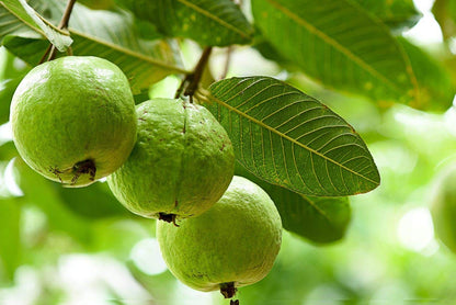 Ruby Supreme Guava Tree - Live Tree in a 3 Gallon Pot - Psidium Guajava 'Ruby Supreme' - Edible Fruit Bearing Tree for Gardens and Patios
