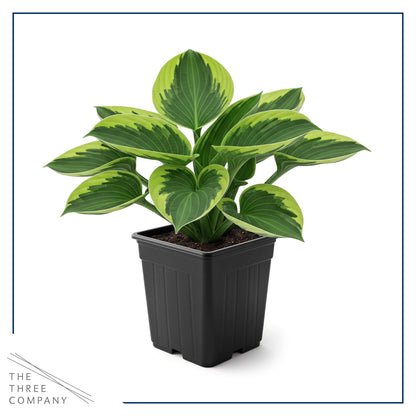 Live Perennial Hosta - Golden Tiara (3 Plants Per Pack) Beautiful Accent Plant, 10" Tall by 4" Wide in 1 Qt Pot