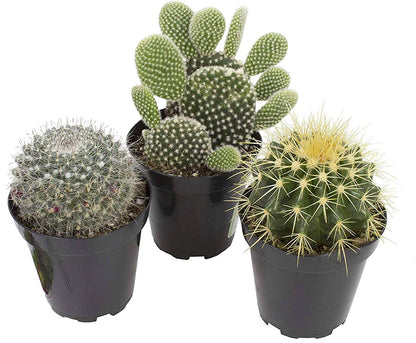 Altman Plants, Assorted Cactus Plants Live Succulents (3 Pack), Live Cactus Plant Lover Gifts, Cacti Succulents Plants Live Houseplants, Succulent Indoor Plants Live Plants in Cactus Soil Potting Mix