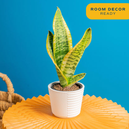 Costa Farms Snake Plant Live Houseplants (2-Pack), Sansevieria in Decor Pots, Live Indoor Plants for Low Light, Easy Care Succulents for Plant Shelf, Home Decor & Office Desk, 8-12 Inches Tall