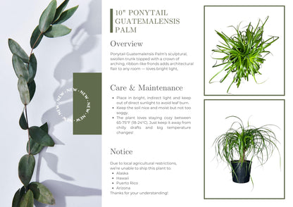 Andersen Farms Ponytail Palm ‘Elephant’s Foot’ – 10 Inches Grower Pot – Live Indoor/Outdoor Drought-Tolerant Plant – Air Purifying, Easy Care Houseplant for Home Décor