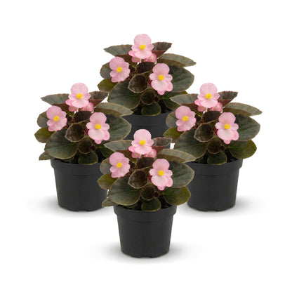 Live Begonia - Dark Leaf Cocktail Pink (4 Per Pack), Beautiful Shade Annual, Ships 8" Tall by 4" Wide in 1 Pt Pot