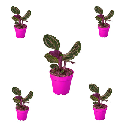 5 Pack Calathea Roseopicta 'Medallion' in 4in Pot - Live Plants Tropical Houseplants | Variegated | USA Growers | The Snobby Leaf