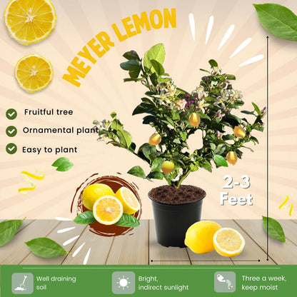 Meyer Lemon Tree Live Plant in Pot, Fruit-Bearing 2-3 Years Old Trees, Yellow Lemon Lime Tree in 3 Gallon Pot, High-yielding Spring Planting